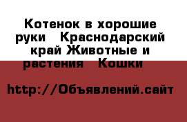 Котенок в хорошие руки - Краснодарский край Животные и растения » Кошки   